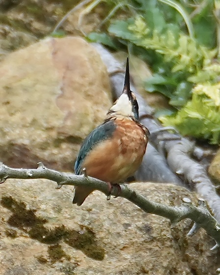 kingfisher
